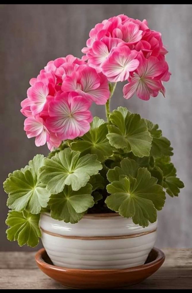 1a8a80c699f75e289bb47728d44da951